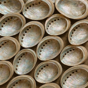 May include: Overhead shot of numerous iridescent abalone shells. The shells are oval-shaped with a pearlescent interior and a row of small holes along the edge. The shells have a natural, textured appearance.
