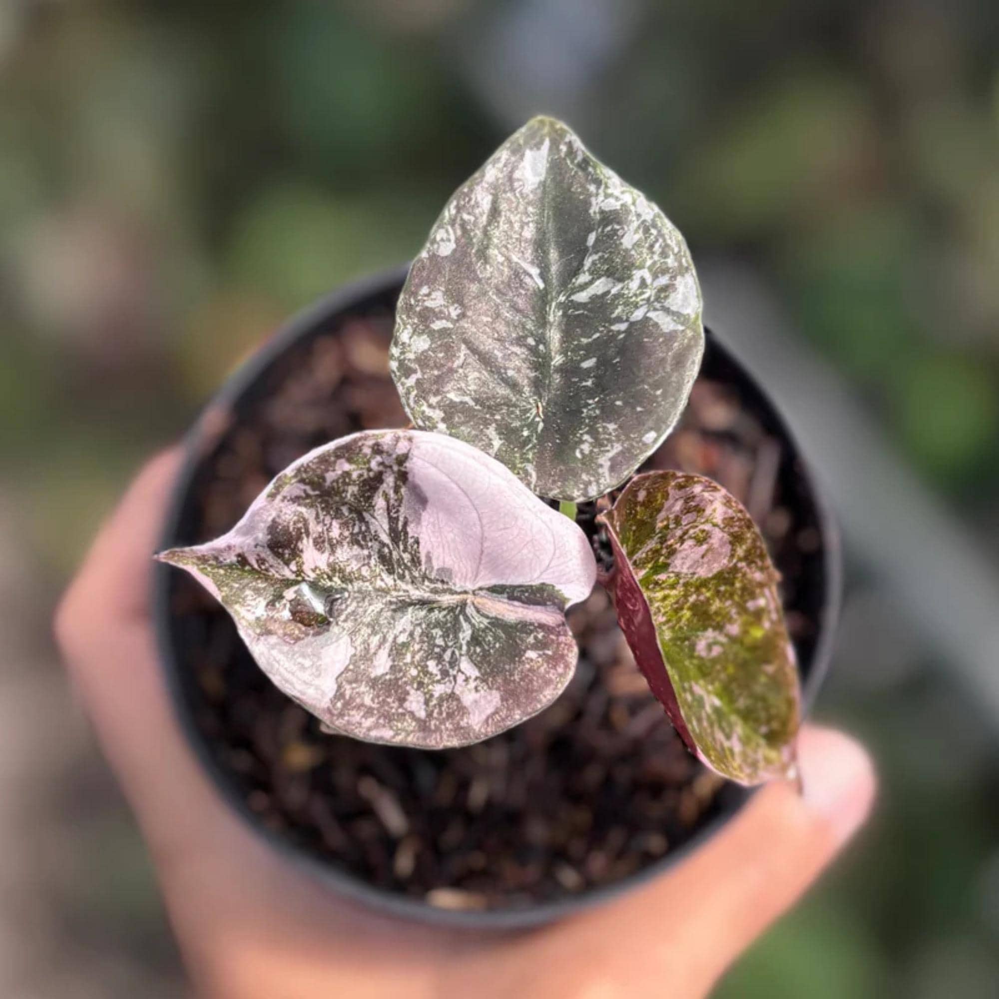 その他観葉植物 Alocasia Cuprea Pink var Alocasia cuprea pink var/ アロカシア クプレア ピンク Rare Tissue