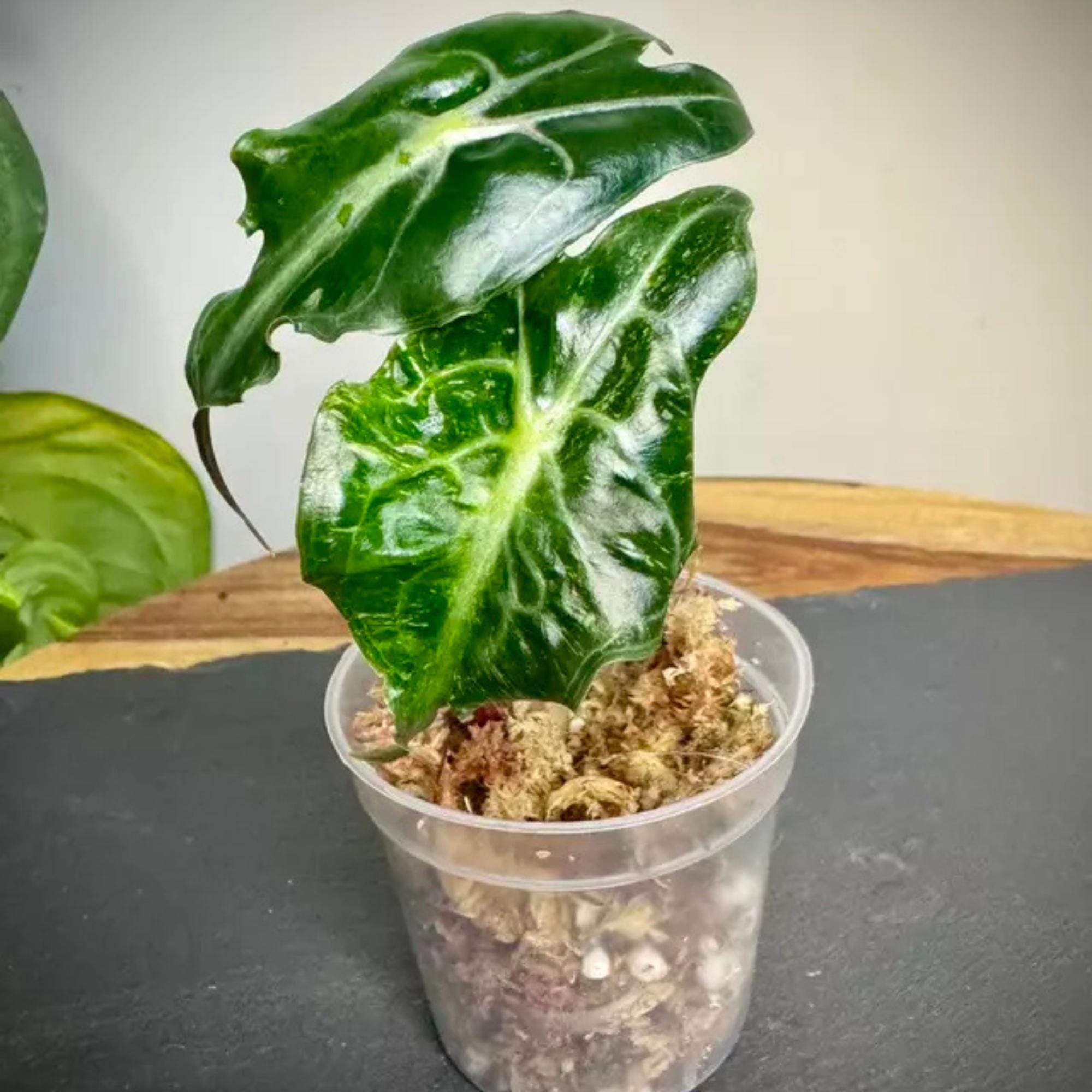 Alocasia watsoniana pink variegated - Etsy 日本