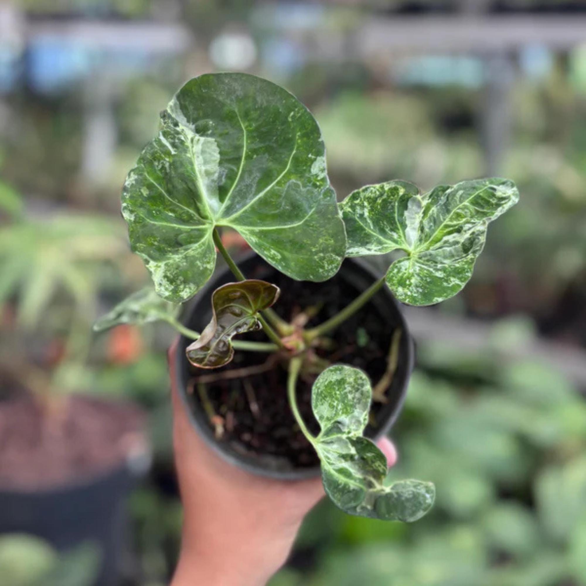 Anthurium superbum - Etsy 日本