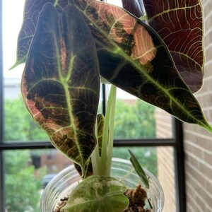 Alocasia watsoniana pink variegated - Etsy 日本