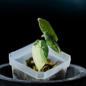 Variegated alocasia maharani - Etsy 日本