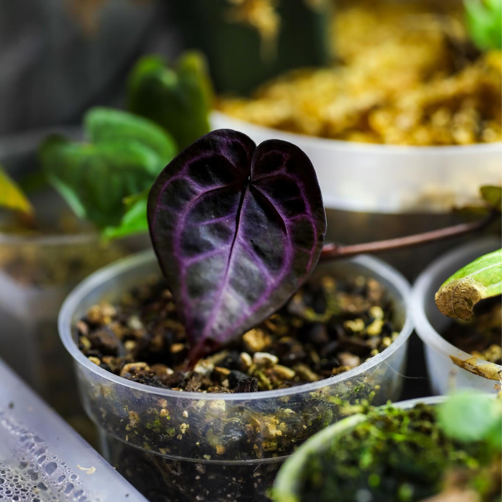 Anthurium seeds - Etsy 日本