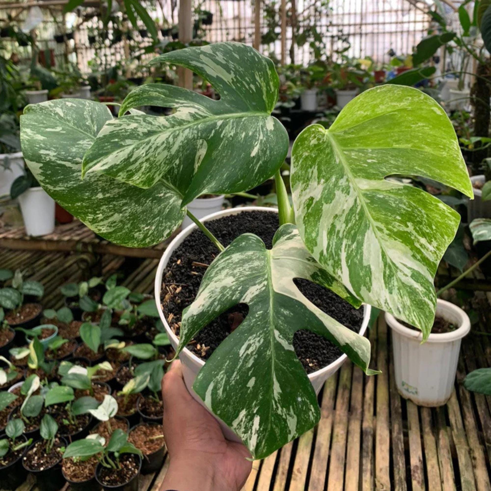 Monstera deliciosa variegata - Etsy 日本