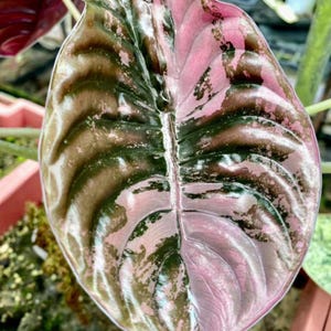 Alocasia chantrieri pink variegated - Etsy 日本
