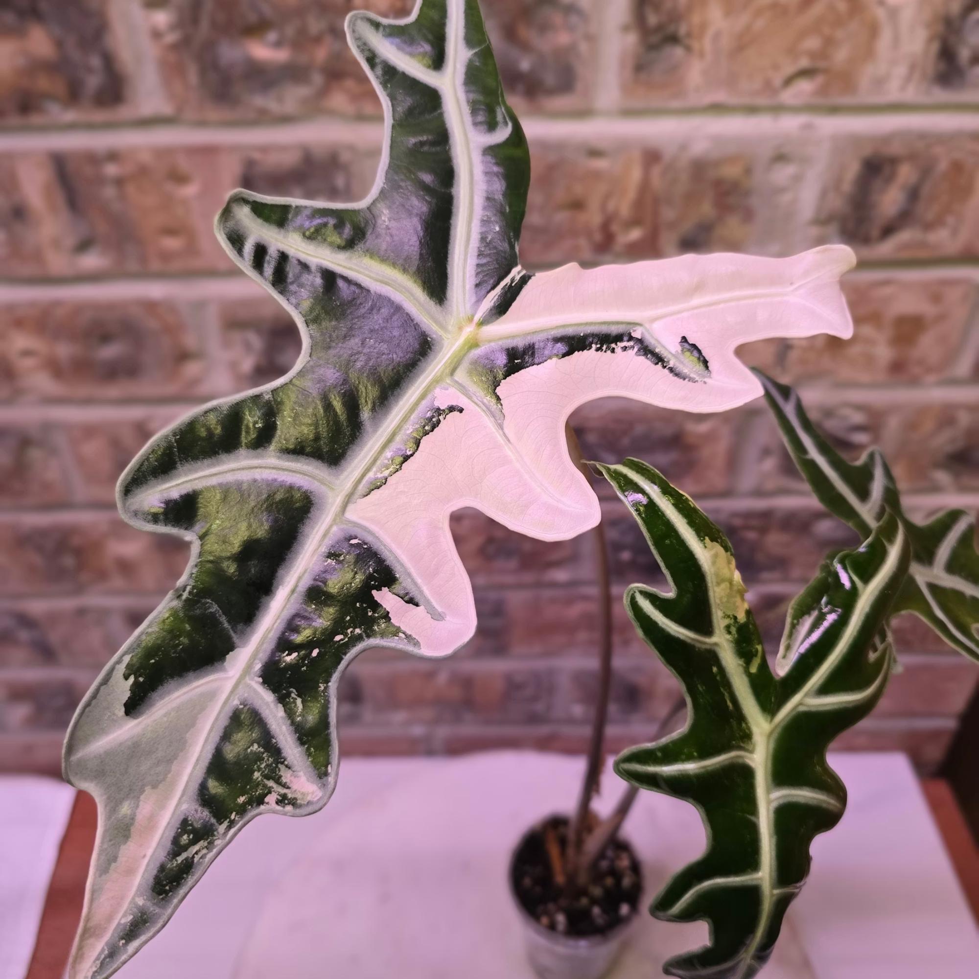 Alocasia nobilis pink variegated - Etsy 日本