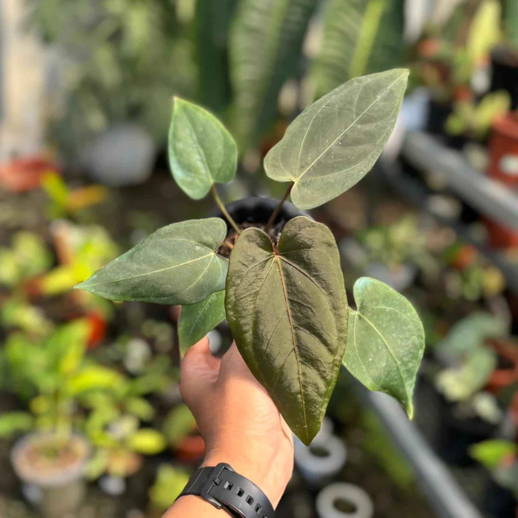 Anthurium hybrid - Etsy 日本