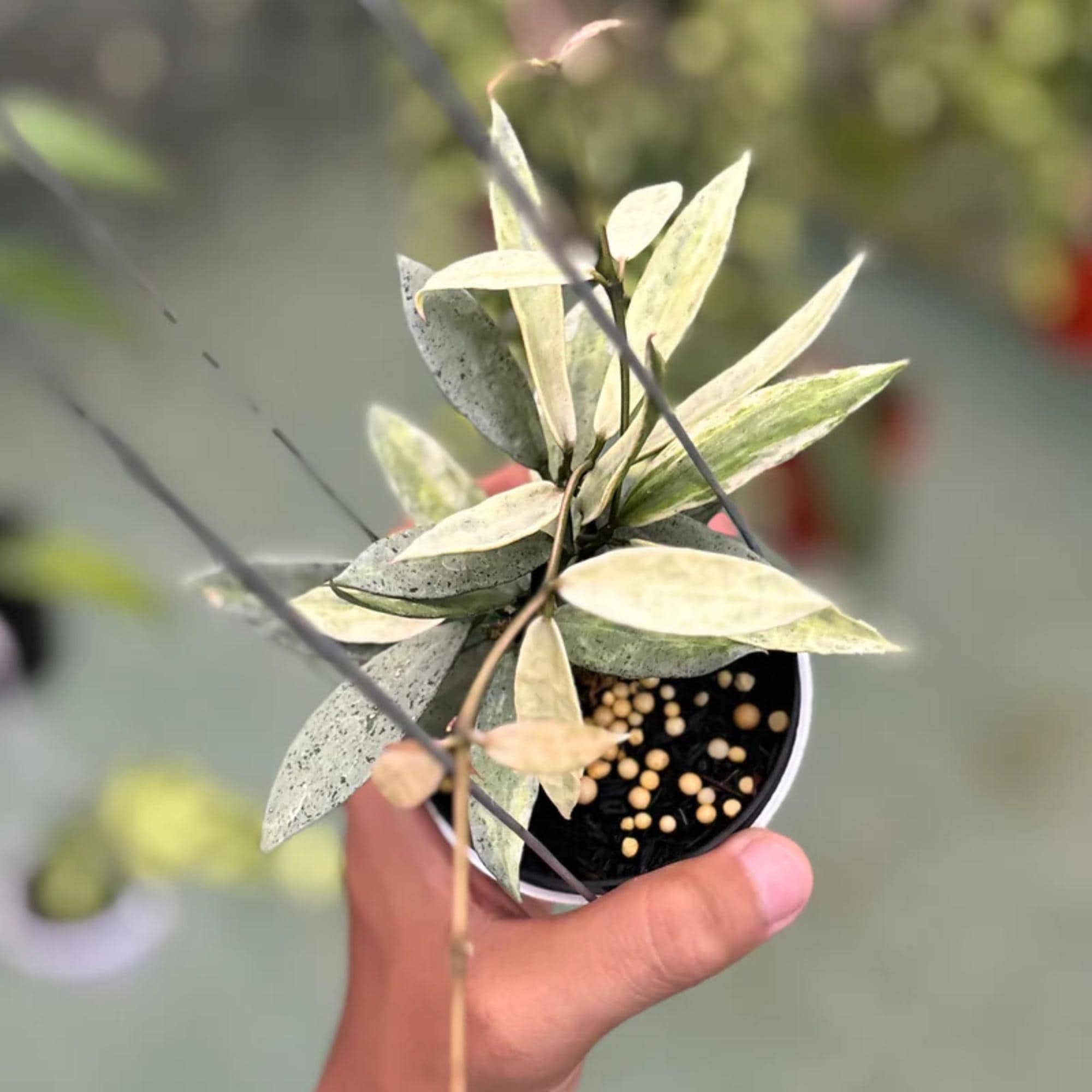 Hoya sigillatis plant - Etsy 日本