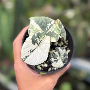 Variegated alocasia melo - Etsy 日本