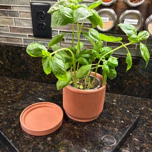 May include: A potted basil plant with vibrant green leaves sits next to its terracotta-colored pot lid. The pot has a ribbed design. Spice jars labeled "Paprika," "Red Pepper," "Garlic," and "Oregano" are visible in the background.