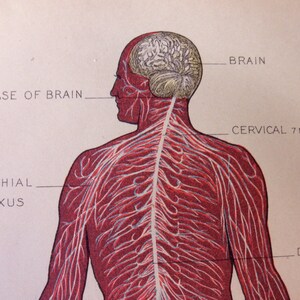 original page - 1905 color MEDICAL CHART from antique medical book - Human Nervous System