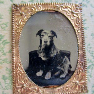 May include: A vintage tintype photograph featuring a black and white portrait of a dog sitting on a dark chair, encased in an ornate, rectangular gold-toned metal frame with intricate floral and scrollwork detailing along the edges.