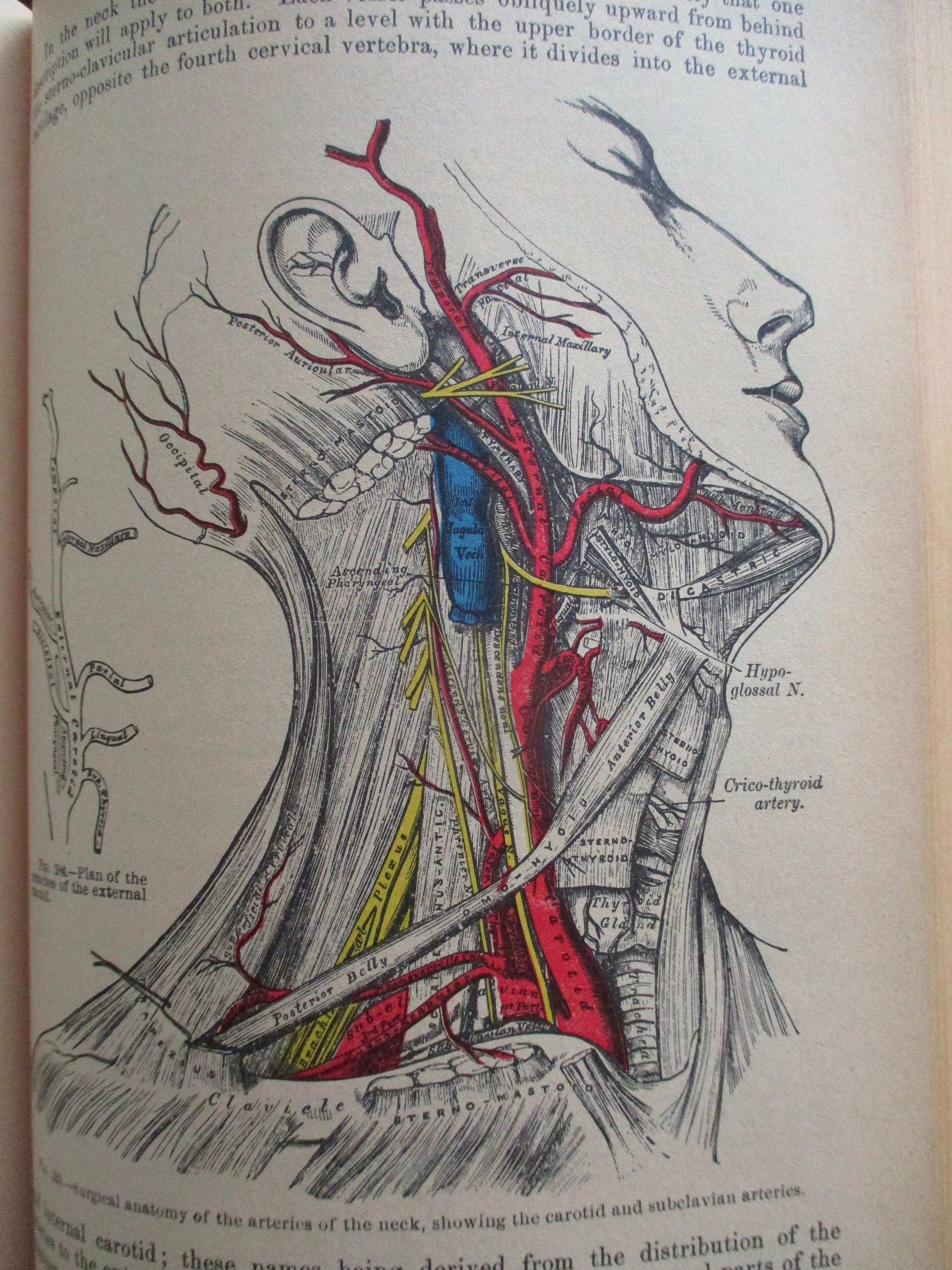 1936 anatomy of the human body gray s anatomy by henry gray 23rd