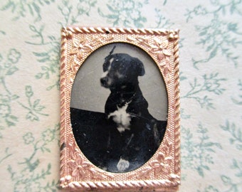 RARE antique miniature gem tintype photo - black and white dog sitting, 1800s, gold floral frame