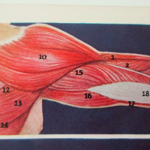 original page - 1912 color MEDICAL CHART from antique medical book - Human Muscular System, arm, leg