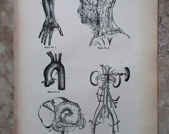 original page -1916 MEDICAL CHART from antique medical book - arteries