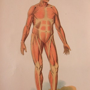 original page - 1905 color MEDICAL CHART from antique medical book - Human Muscular System