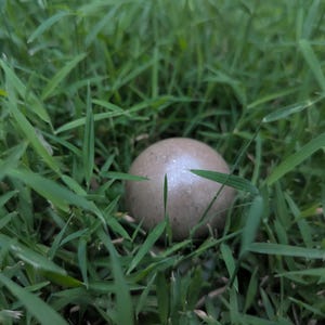 May include: A light brown, spherical object rests in a bed of green grass. The object has a smooth surface with a bright, reflective spot. The grass blades surround the object, creating a natural setting.