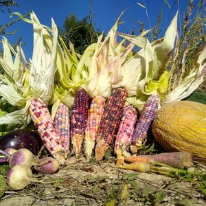 Könnte beinhalten: Eine Auswahl frisch geernteter Produkte. Mehrfarbige Maiskolben, eine Melone, eine Aubergine, Rüben und Karotten sind zusammen angeordnet. Der Hintergrund zeigt Maisblätter und einen klaren blauen Himmel.