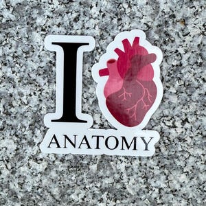 May include: A white sticker with the words "I Anatomy" and a stylized anatomical heart illustration in shades of red. The sticker is on a speckled gray surface.