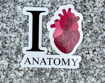 Anatomical Heart Sticker: Waterproof Vinyl Decal for Medical Professionals