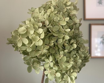 Dried Limelight Hydrangeas