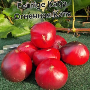 Könnte beinhalten: Eine Ansammlung leuchtend roter Tomaten mit glatter, runder Schale und kleinen Stielen. Der Text "Feurige Katja" und "Огненная Катя" ist in Weiß mit schwarzer Umrandung über den gruppierten Tomaten abgebildet.