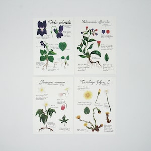 Ensemble de fleurs / cartes postales / carte postale / Waldorf / saison / table nature / été / printemps