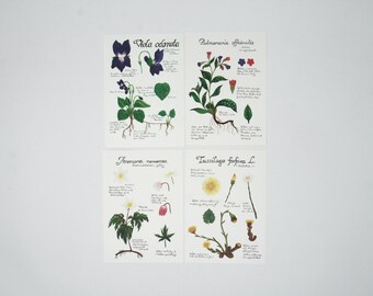 Flowers set / postcards / postcard /  Waldorf / season / nature table / summer / spring