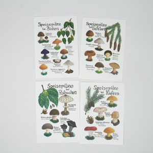 Ensemble champignons / cartes postales / carte postale / Waldorf / saison / table nature / été / printemps