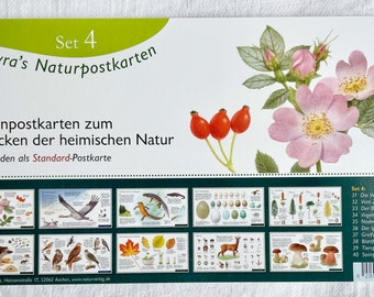 Natur Postkarten Set 4 / Jahreszeitentisch / Naturpostkarten / Igel / Greifvögel / Vogeleier / Wawra / Natur