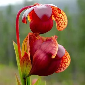 May include: Close-up of a vibrant pitcher plant, showcasing deep red and burgundy hues. The flower's unique shape and intricate veining are highlighted against a soft green background. The plant's leaves are a mix of green and yellow.