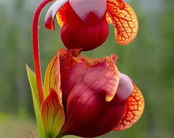 Sarracenia Purpurea 30 Seeds | Purple Pitcher Plant, Carnivorous Bog Blooms