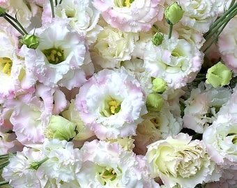 May include: A close-up of a bouquet of white and light pink Lisianthus flowers. The flowers have ruffled petals with yellow centers and green buds. The arrangement is dense and full, with stems and leaves visible.