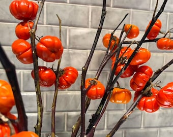 Pumpkin On A Stick Seeds – Solanum integrifolium 15 Seeds| Heirloom Ornamental Eggplant