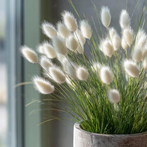 May include: A close-up of a decorative arrangement of white bunny tail grass in a gray concrete pot. The fluffy, oval-shaped flower heads are contrasted by the long, green grass-like stems.