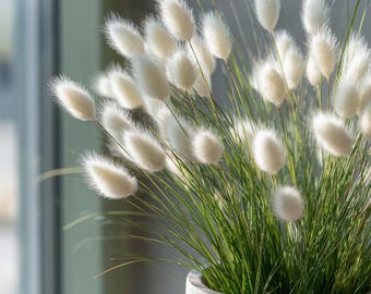 Bunny Tails 50 Seeds | Heirloom Ornamental Grass, Hare’s Tail Grass