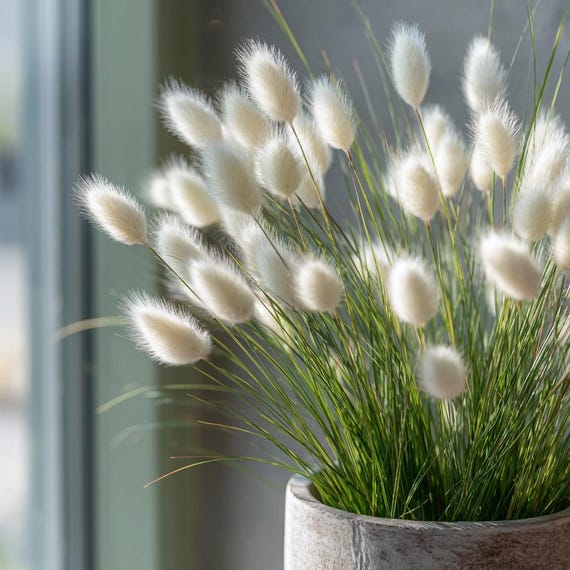 Bunny Tails 50 Seeds | Heirloom Ornamental Grass, Hare’s Tail Grass