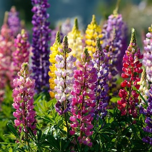 May include: A vibrant field of lupine flowers in full bloom. The flowers display a range of colors, including pink, purple, yellow, and red. Green foliage surrounds the colorful flower spikes, creating a natural and lively scene.