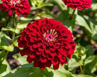 Benary's Giant Deep Red Zinnia 25 Seeds | Large Bloom Cut Flower Variety