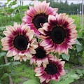 Rare Plum Purple Sunflower 25 Seeds – Helianthus annuus, Cut Flowers