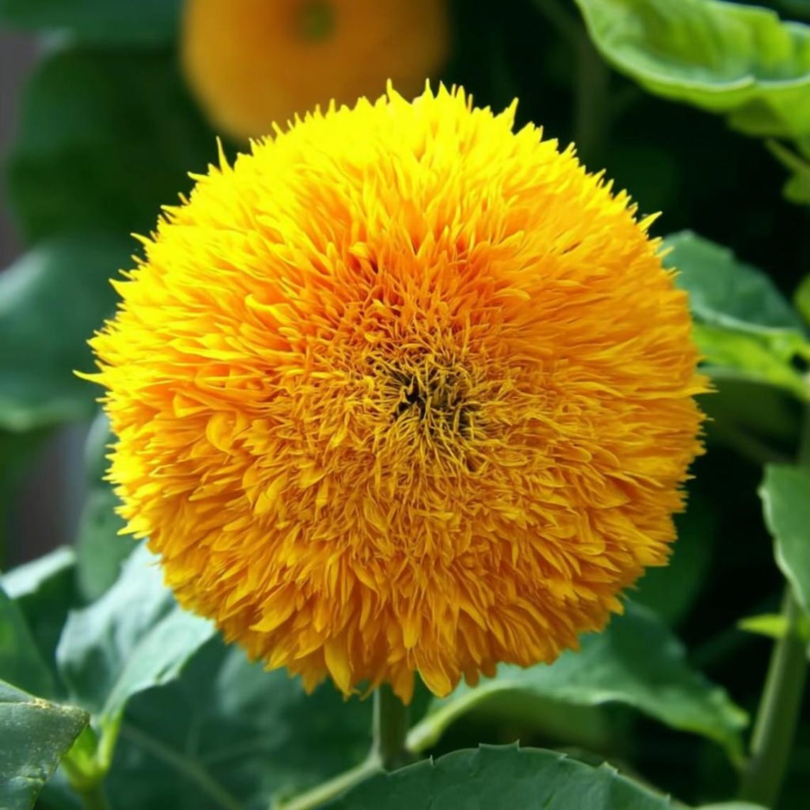 Dwarf Gold Sunflowers 30 Seeds | Compact Golden Blooms for Gardens ...
