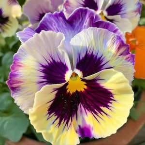 May include: Close-up of a vibrant pansy flower with layered petals. The flower features a striking color palette of yellow, white, and deep purple, with a bright yellow center. The petals have delicate veining, adding texture and detail.