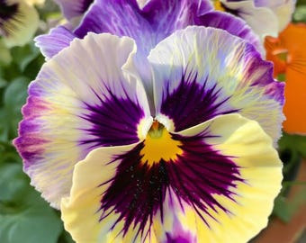 Frizzle Sizzle Lemonberry Pansy 25 Seeds | Ruffled Viola, Rare Variety