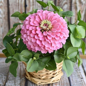 May include: A white ceramic mug with a black handle and the text "But First, Coffee" in a black, handwritten-style font. The mug is on a white surface.