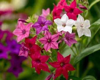 NICOTIANA Alata 'sensation Mixed' (flowering Tobacco - Sensation Mixed)  Flower Seed, Boast Fragrant, Colorful Blooms and Attract Pollinators