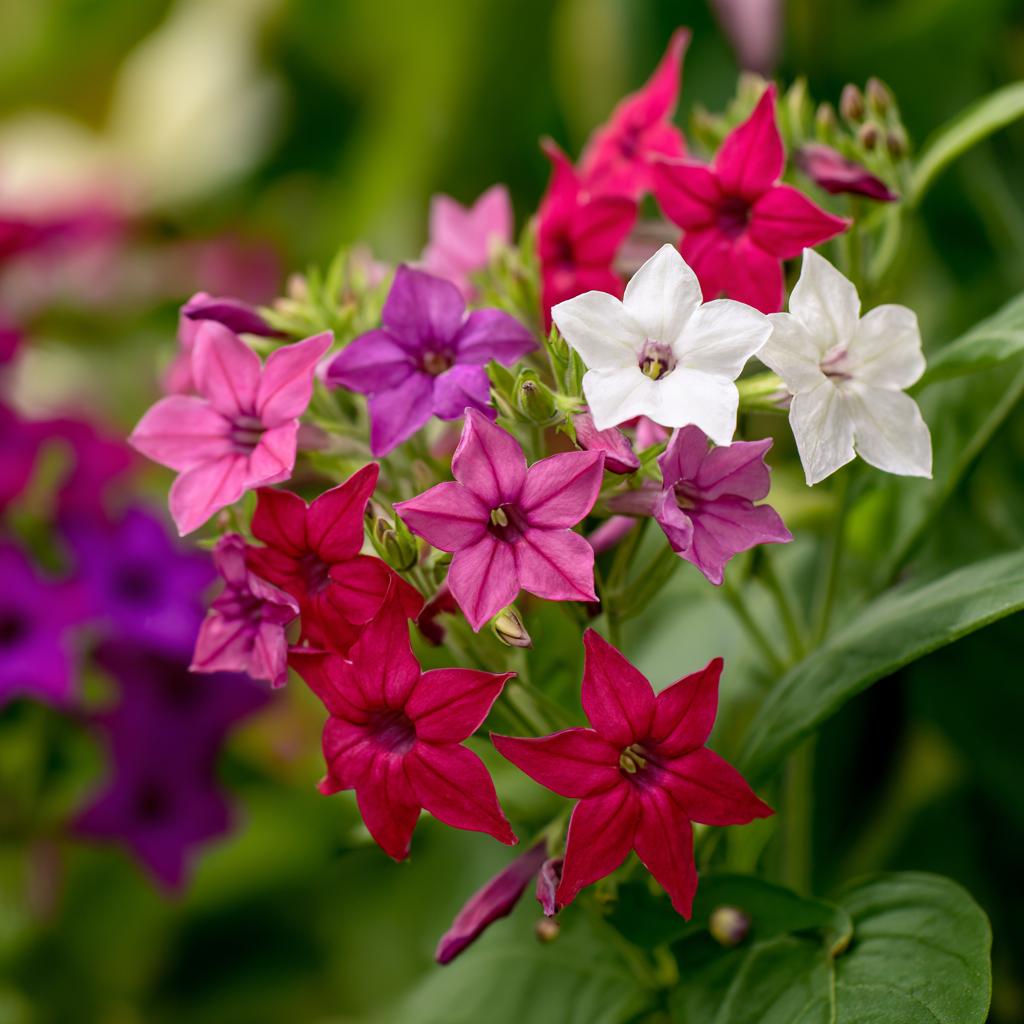 Sensation Flowering Tobacco 500 Seeds Mix – Fragrant Nicotiana