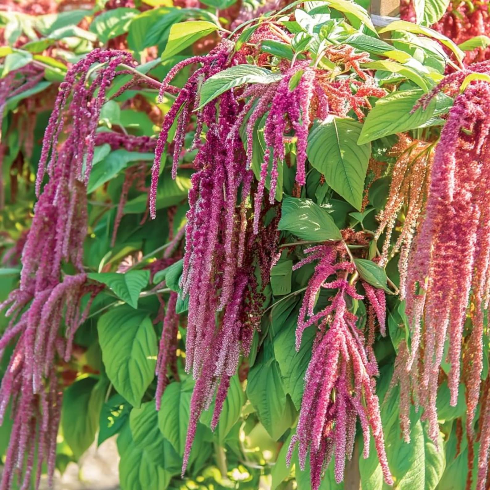 Amaranth Coral Fountain 100 Seeds | Light Pink Trailing Flowers ...