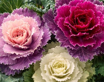 Flowering Kale Ornamental Cabbage 25 Seeds Mix – Pink, Red & White | Decorative Cold-Hardy Garden Color