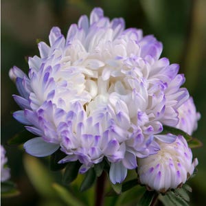 May include: Close-up of a white aster flower with purple-tipped petals. The flower has a full, layered appearance with a bud visible. Green leaves provide a backdrop, highlighting the flower's delicate beauty.